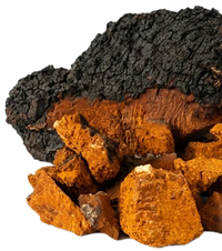 Chaga